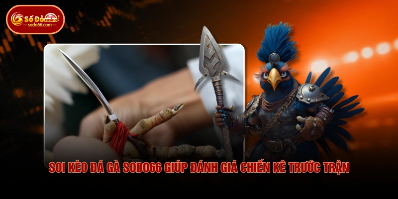 Soi kèo đá gà SODO66 giúp đánh giá chiến kê trước trận